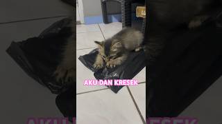 KUCIL PART 30 #anakkucinglucuimutgemesin #kitten #cat #catlover #animallover #duniakucinglucu