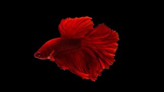 Beautiful Betta fish malayalam love reels whatsapp status