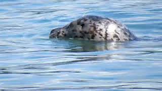 Harbor Seal Day