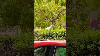 #garcilla #bueyera en un #parque de #cordoba, #andalucia, #españa.