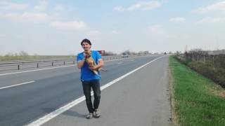 dog rescue from the highway