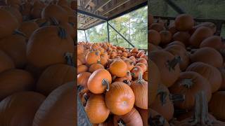 montz pumpkin farm located at 17834 river road laplace, louisiana #pumpkinpatch #pumpkins #halloween