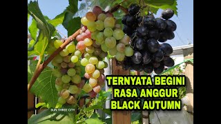 TERNYATA BEGINI RASA ANGGUR BLACK AUTUMN