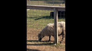 Michigan Adventure: Red Egg Farm and Slice of Spice Spring Arbor, Michigan!