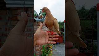 Pigeon Flies to My Hand When I Call #pigeon #birds #shorts