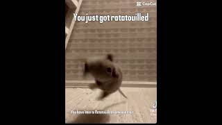 You just got ratatouilled