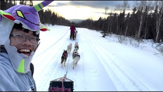 Dog Sledding while wearing an Evangelion Hat!