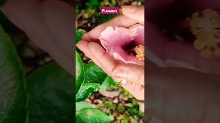 Flowers #shorts #short #youtubeshorts #shortsvideo #subscribe #viralshort #instagram #nature #reels