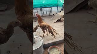 just show parrot beak breeder and chicks| #parrotbeak #aseel #longtail #chickssales #hen #rooster