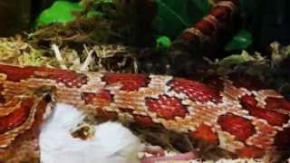 snake eating a mice corn snake feeding time