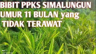 Bibit ppks simalungun umur 11 bulan