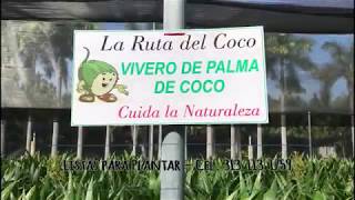 Plantas de Coco de calidad en Vivero Rancho La Curva en Cuyutlán