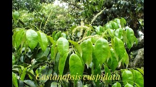 Castanopsis cuspidata, Ki Hiur, Japanese chinquapin, Beautiful Shade Tree