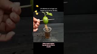 Aprende a germinar un Limón 🍋 #huertoorganico #limon #plantas #huertoencasa