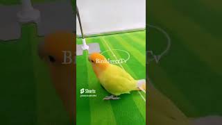 Lovely and Smart Parrot | amazing parrot