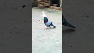 Pigeon video #shorts #viralvideos #birds #pigeon #nafeespigeon