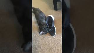 Bruital dog attack #fyp #yt #shortvideo #shortsfeed #shorts #dogs #dogshorts #youtubeshort #fypviral