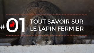 TOUT SAVOIR SUR LE LAPIN FERMIER │LFDT #01