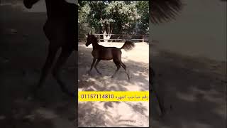 مهره عربي شهادة عاليه العمر 6شهور  للبيع  السعر 60الف قابل للتفاوض البسيط فى حالة الجديه 01157114810