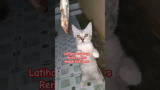 Cara Efektif melatih anabul berdiri #ngakak #funny #lucu #pecintakucing #catlovers