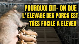 pourquoi investir dans l'élevage des porcs en Afrique ???