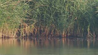 Die Wasserralle lebt versteckt im Schilf _ Vogelbeobachtung in Nordsachsen _ siehe Beschreibung