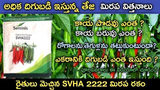 SEMINIS SVHA 2222 Red chilli | అధిక దిగుబడి ఇచ్చే సన్న మిరప రకం |BEST CHILLI TEJA VARIETY SVHA 2222