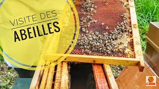 Visites des Abeilles de mai - du miel? des reines?