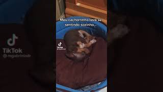 oq fazer quando o seu cachorrinho estiver se sentindo sozinho