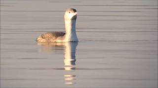 Les oiseaux du Lac du Der_Le Plongeon catmarin