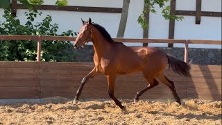 For sale! colt Durango Dream by Dynamic Dream - Bernay, *2023, 1 y.o., OL