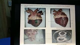 Unlocking the secrets: How the KCSE Biology Practical of 2010 was marked _Expert Insights Revealed!