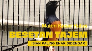 Murai Batu Besetan Tajem,Isian Paling Mudah Masuk Dan Mudah Emosi