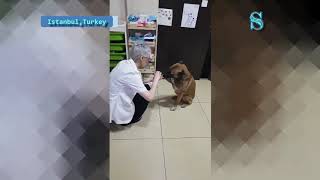 Street dog walks to pharmacy and shows injured paw.