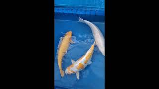 New Koi Shipment