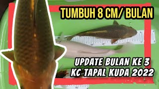 UPDATE GROW BULAN KE 3 KOI MIDORI KEEPING CONTEST TAPAL KUDA 2022