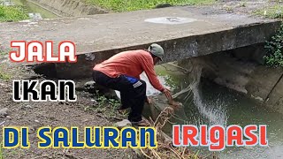 Menjala ikan di saluran irigasi dipinggir jalan