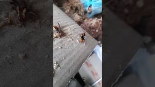 Killer Hornets: Tiny, But Terrifying!