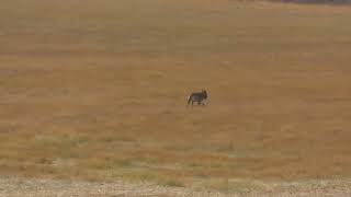 Lupo o ibrido ? ( Parco Nazionale Alta  Murgia )