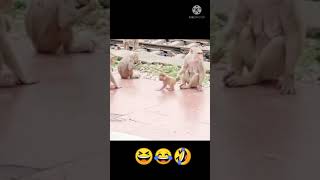 Funny baby monkey