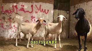 نعجة مليحة وجوج خروفات سنان لحليب … لـلــبـيــع ✅🐑