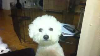 Bichon Frise