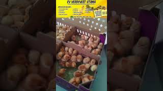 bibit ayam petelur yg produksinya paling tinggi