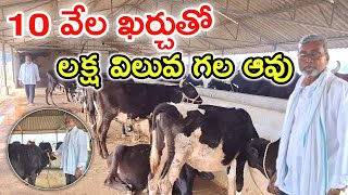 10 వేల ఖర్చుతో benefits of calfs in dairy farm @MalleshAdla