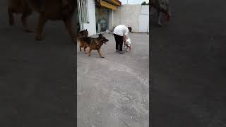 بازی با سگ/Play with dogs