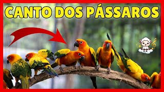 ESPECIAL NATUREZA: CANTO DOS PÁSSAROS | O SOM DA TRANQUILIDADE PARA DORMIR, RELAXAR, MEDITAR EM PAZ