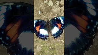 The Butterfly is dead#butterfly #insects.