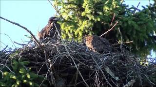 Ringmärkning av Havsörn/White-tailed Eagle, (Haliaeetus albicilla).