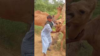 وعندما بدأت في حمل الجمل الصغير، بدأ بالبكاء😱🐪#shorts #camel