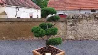 Borovice lesní - Pinus sylvestris